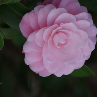 春の花-椿3