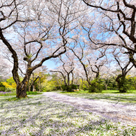 桜の花道