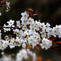 日本の桜