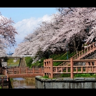 2017桜4