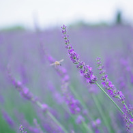 Lavender purple