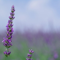 Lavender purple