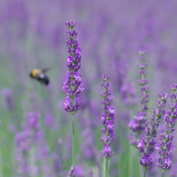 Lavender purple