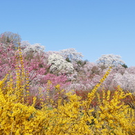 花見山から