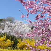 花見山から