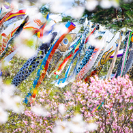 桜に囲まれて泳ぐ