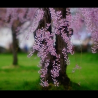 2017桜13