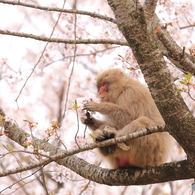 桜を愛でる