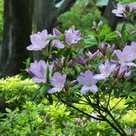 日本庭園躑躅
