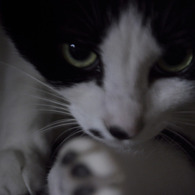 脚を舐める猫