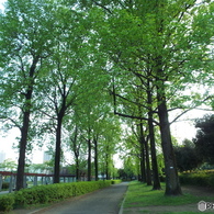 新緑の所沢航空記念公園15