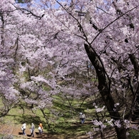 高遠の桜 －１３