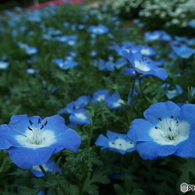 ふれあい花壇5