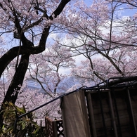 高遠の桜 －１４