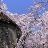 高遠の桜 －１６