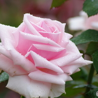 雨上がりの薔薇達