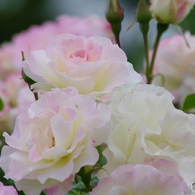 雨上がりの薔薇達