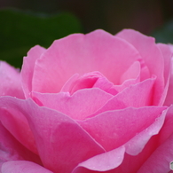 雨上がりの薔薇達