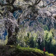 憧れの桜