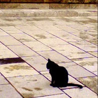 スペインの黒猫さん