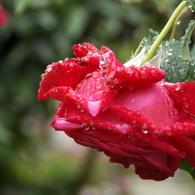 我が家の薔薇