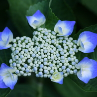 紫陽花Ⅵ