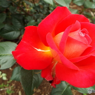 薔薇10