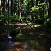 静寂の森