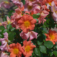 バラ_神代植物公園_4