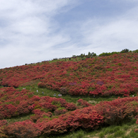 葛城山のツツジ #7