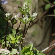 山静かにして咲ける花あり