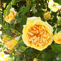 春のバラまつり7