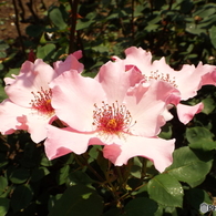 春のバラまつり9