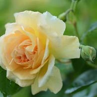 Rose Gartenより　愛を込めて・・・２２