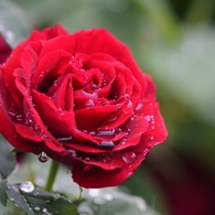 Rose Gartenより　愛を込めて・・・24
