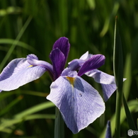 花菖蒲3