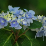 紫陽花