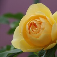花散歩-黄色の薔薇