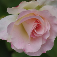 花散歩-ピンクの薔薇