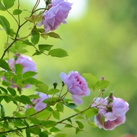Rose Gartenより　愛を込めて・・・23