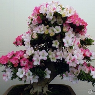 皐月盆栽20