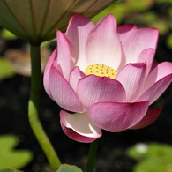 No.1 lotus today! 