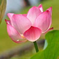 No.2 lotus horizontal shot