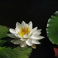 Water Lilies