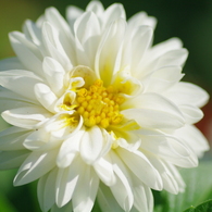 DAHLIA