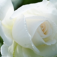 Rose Gartenより　愛を込めて・・・62