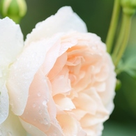 Rose Gartenより　愛を込めて・・・63