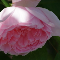 花散歩‐バラ尽くし6