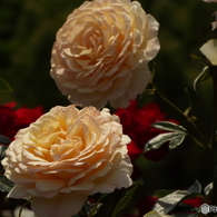 山下公園15