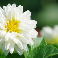 DAHLIA